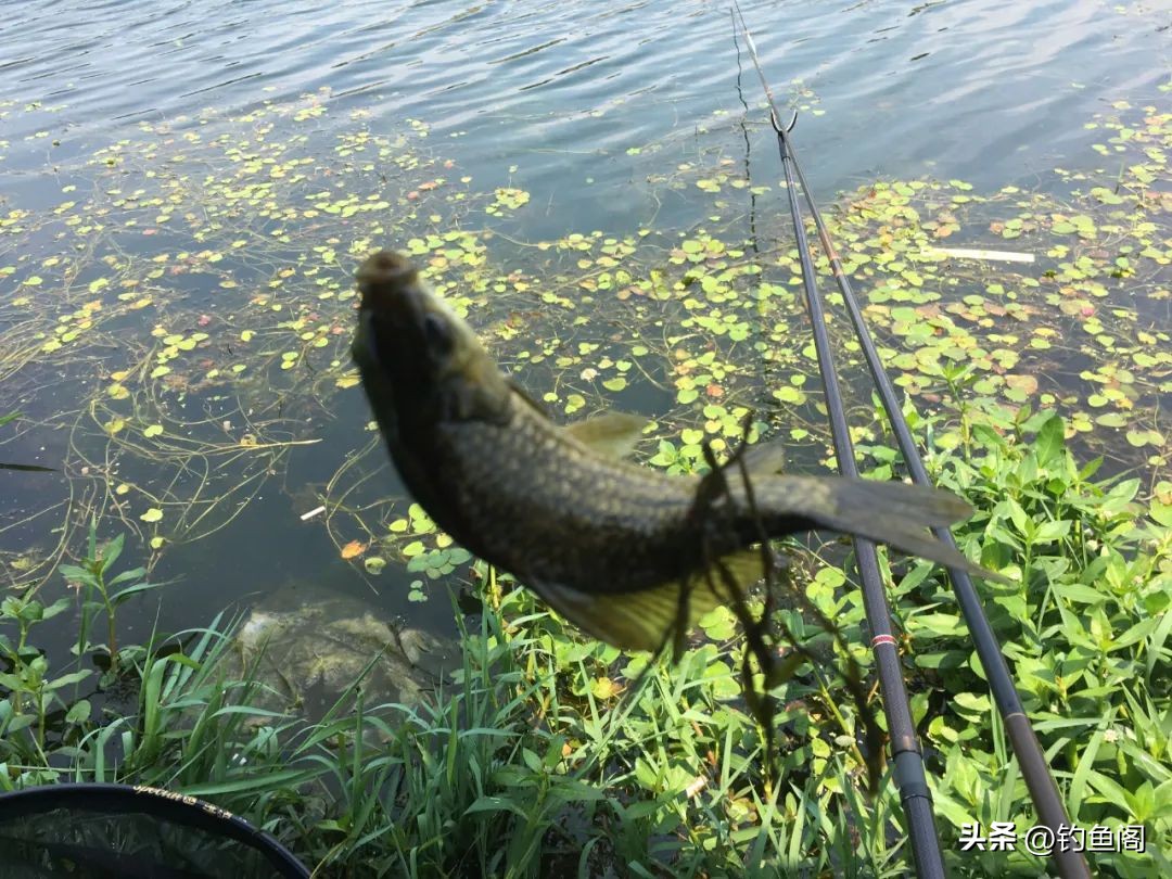 最全鱼线知识大全,鱼线知识新手