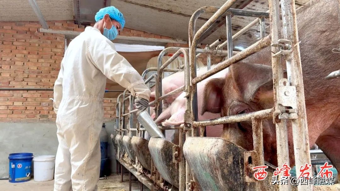 帅龙龙是干什么的,帅龙龙