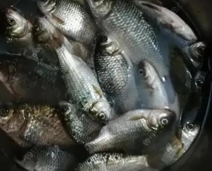 我的母亲是钓鱼高手