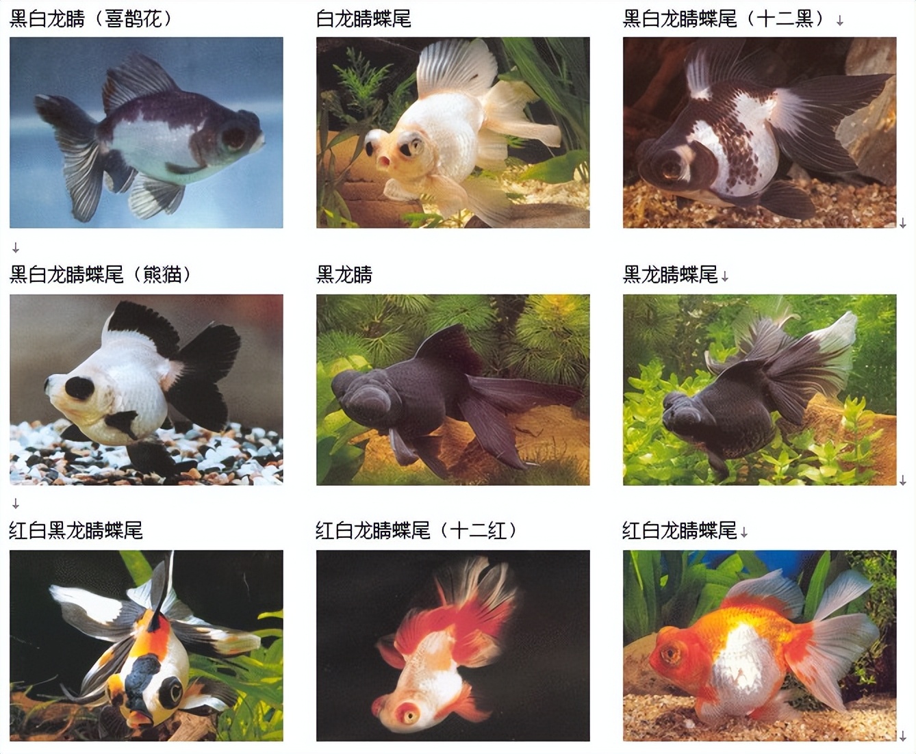 适合从上往下看的金鱼有什么品种,各种金鱼的品种图片