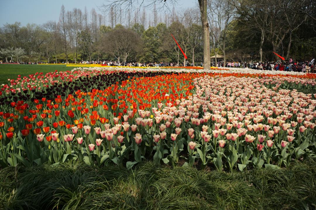 听我的，四月的杭州才是浪漫天花板。