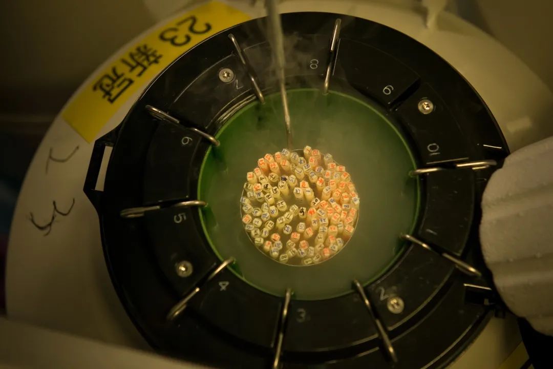 妇幼生殖医学大咖：染色体问题不容忽视第三代试管婴儿技术来帮忙