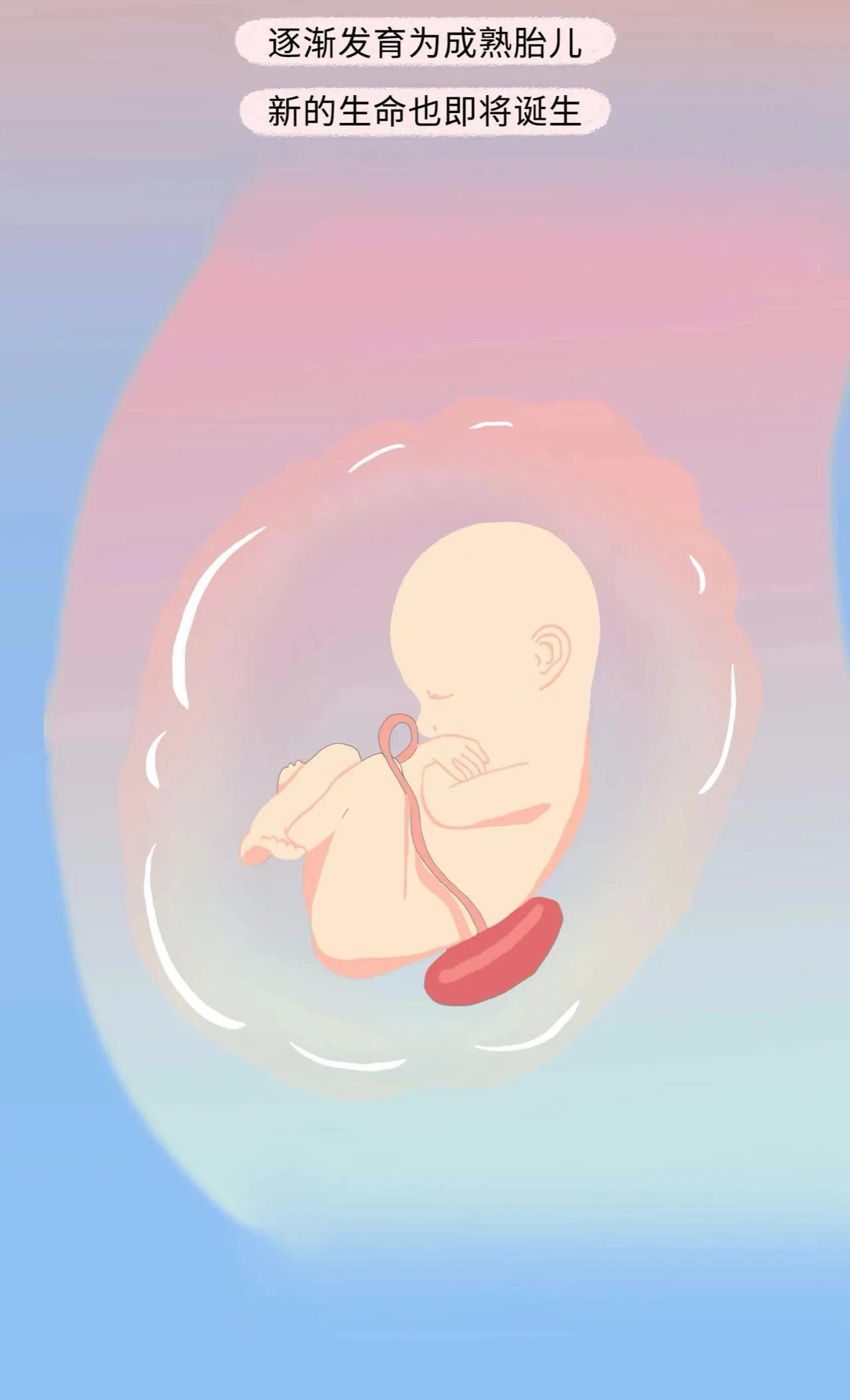 精子进入女生体内的全过程