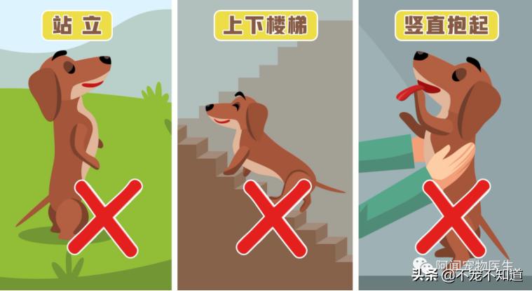 这7种行为对猫咪来说是酷刑,这6种行为在狗狗看来就像惩罚