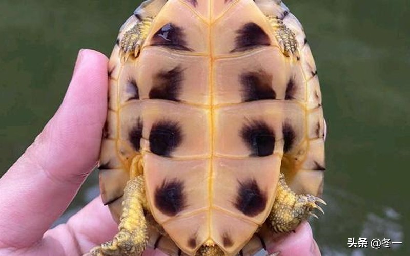 新手养龟的基本知识,入门养龟用什么龟缸