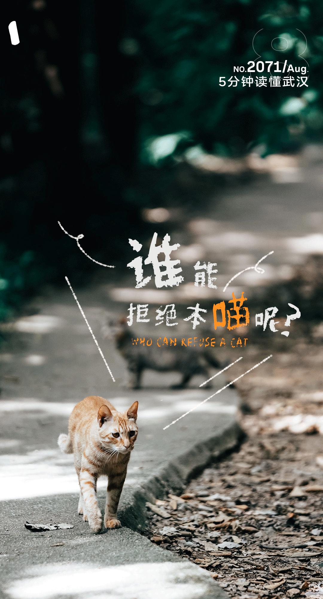 宝通寺后山流浪猫,猫可以治好人的精神内耗吗