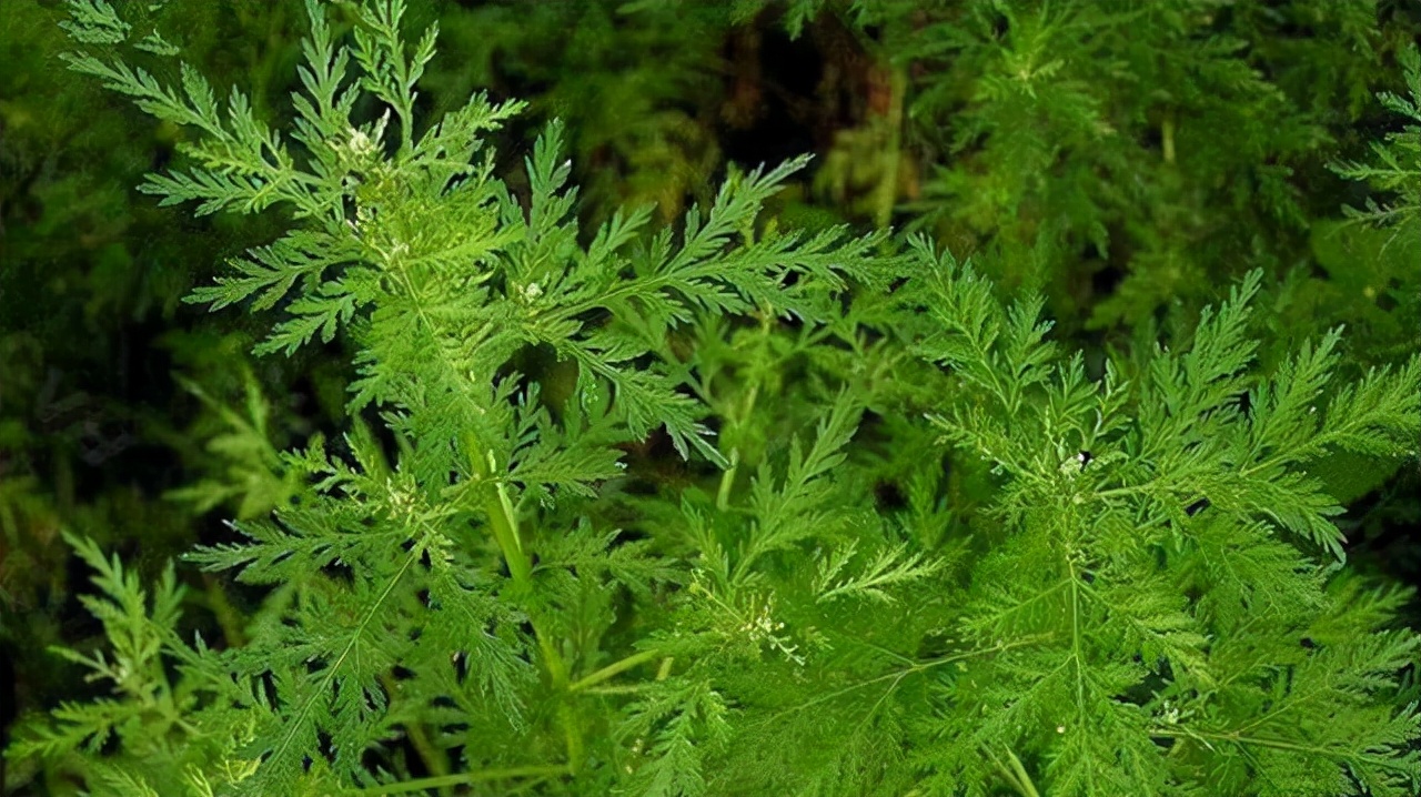 美国青蒿素16小时消灭癌细胞,青蒿素几乎对所有的癌症起作用