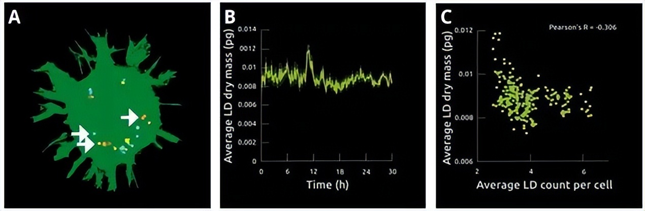 昆明纳瑞丨「Nanolive」在群体水平上描述单个细胞的特征
