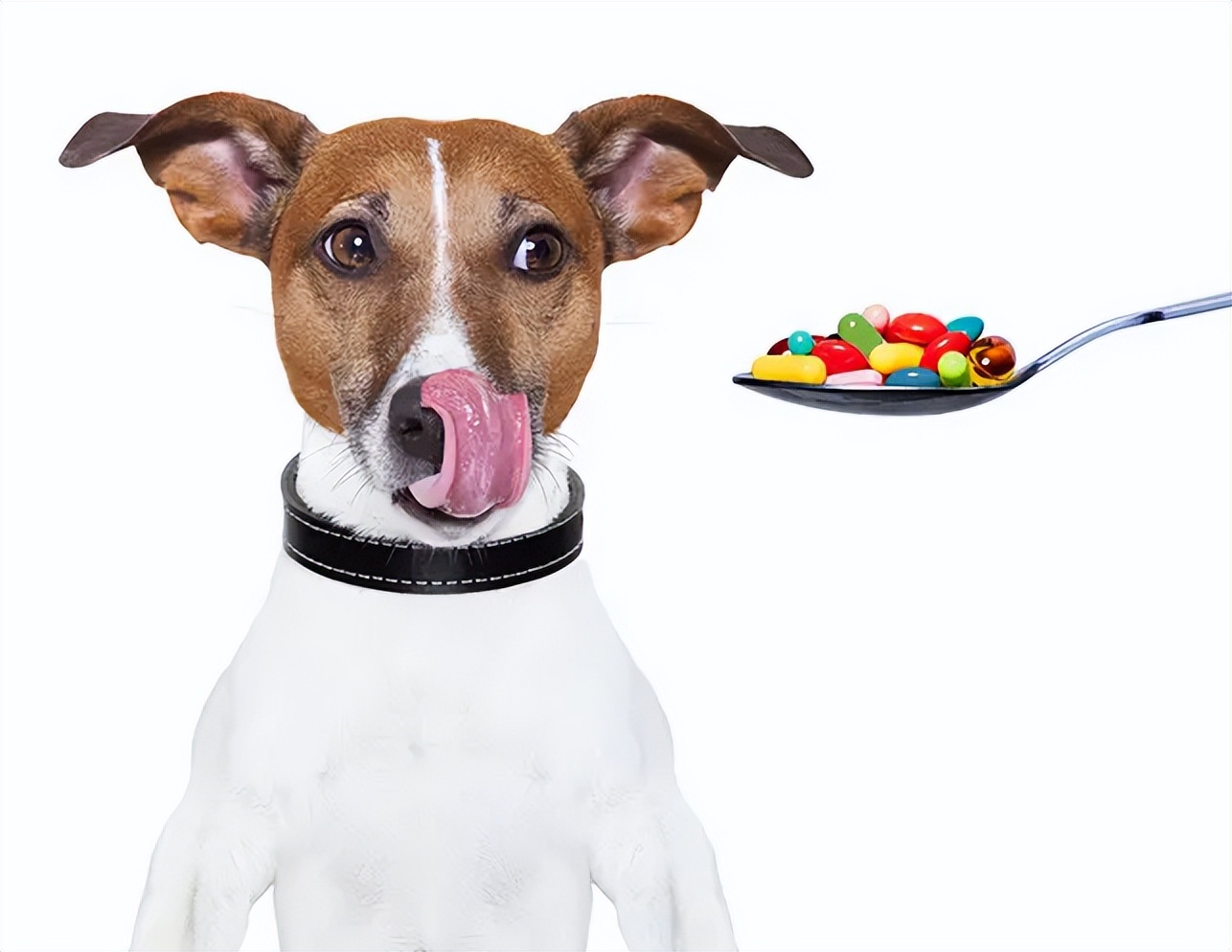 宠物药,宠物狗用什么药最好