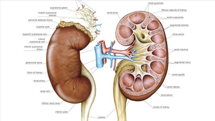 尿痛尿急尿路感染最快解决方法女,女性尿路感染但是不尿痛