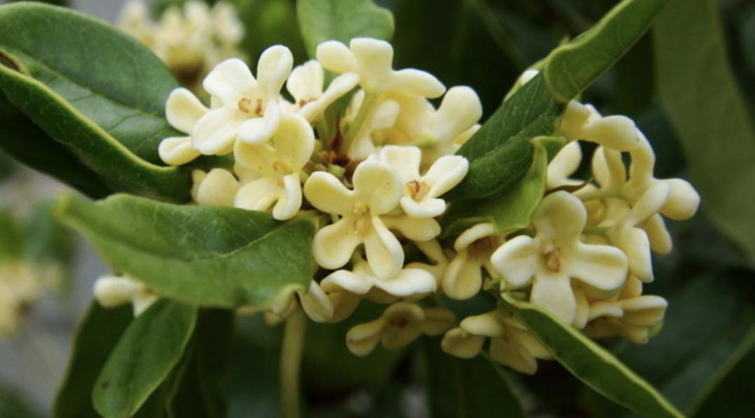 人出生的每个月对应的是什么花,8月份出生的用什么花代表