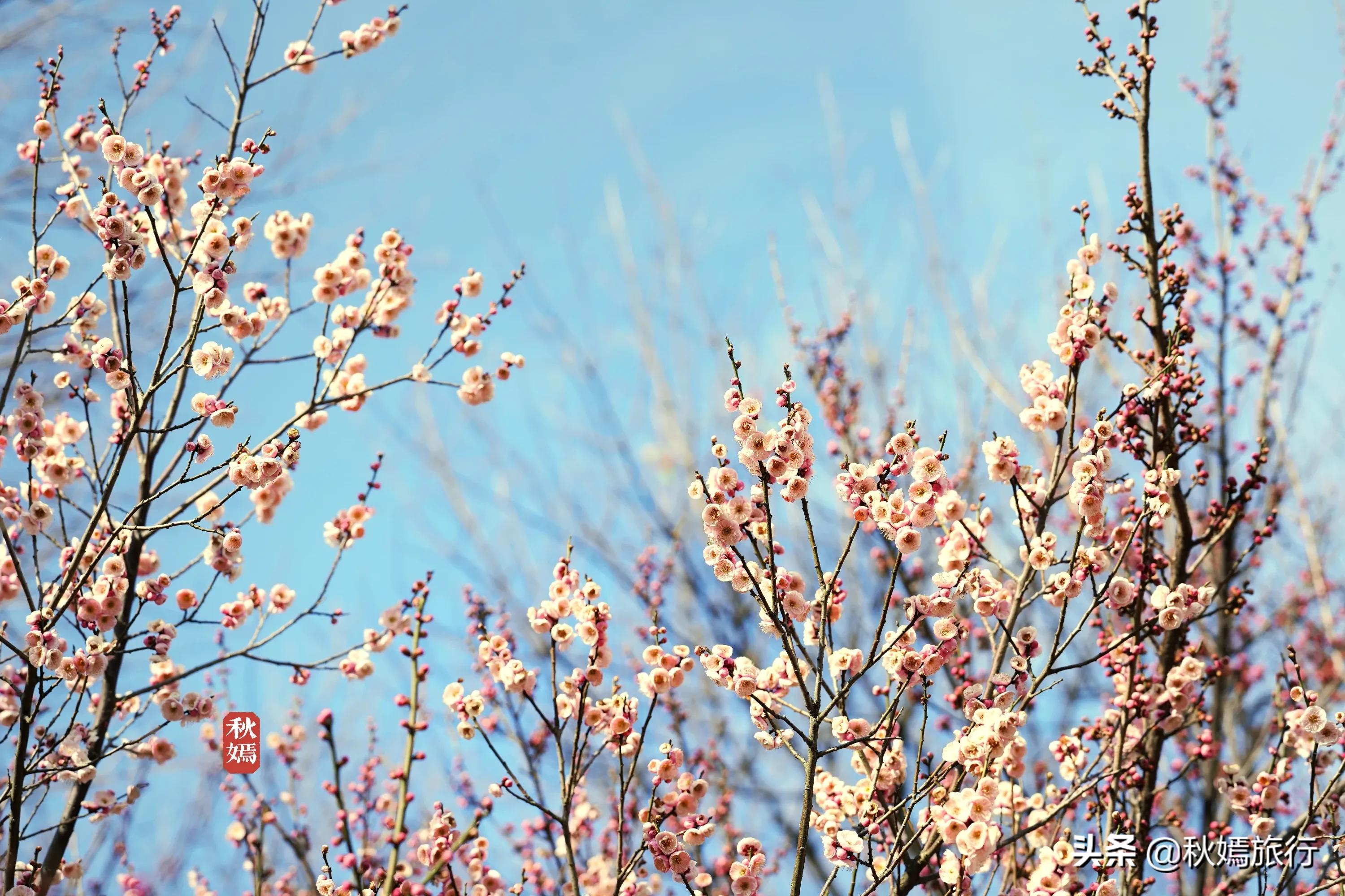 春染虎丘图片,虞山脚下的美丽小城常熟风景
