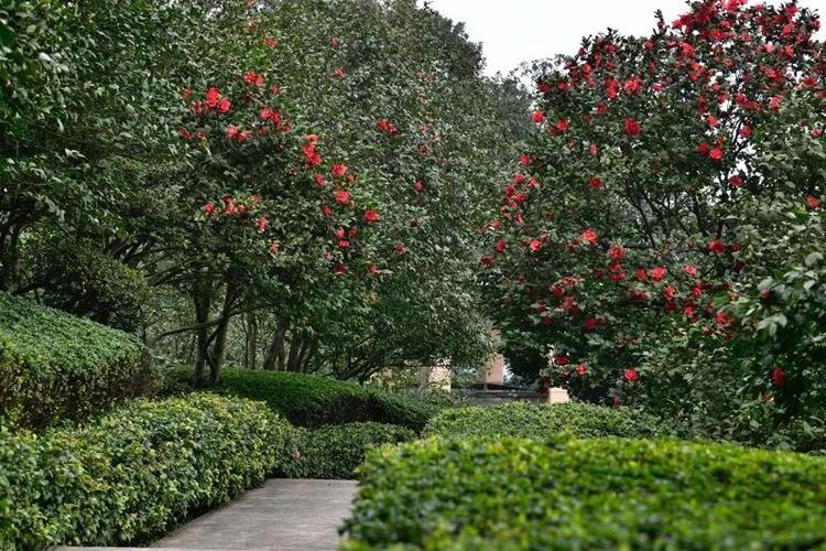 一月山茶花哪个地区最美,赏花山茶花