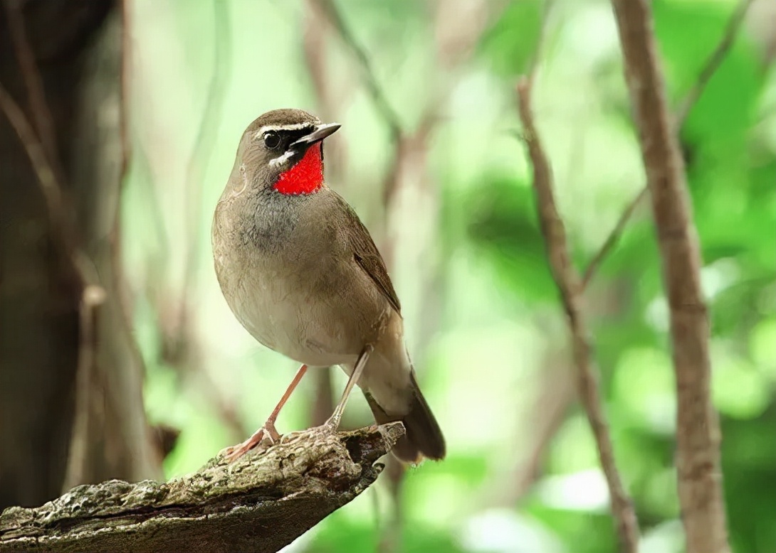 羽色最绚丽的鸟图片,鸟类雨后飞翔照片