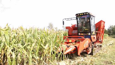 山东高产玉米品种亩产多少公斤,今年农户玉米亩产量