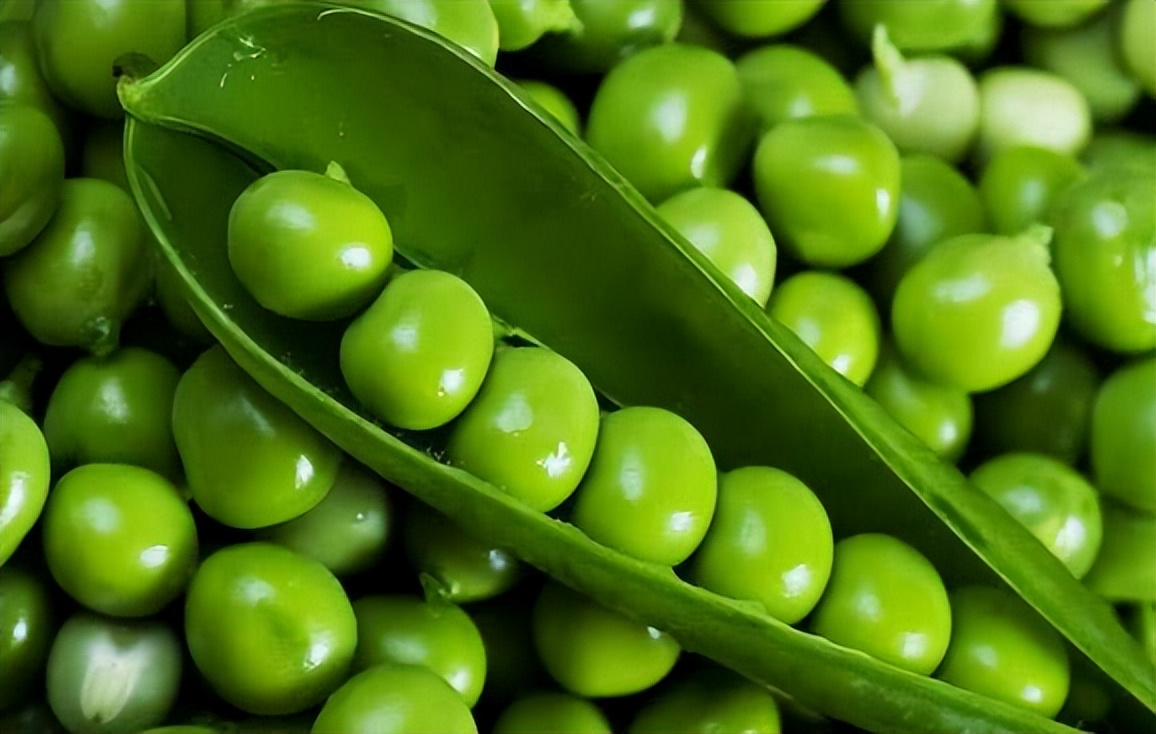 挤压豌豆作为有机高山农场奶牛饲料，为奶牛提供大豆蛋白是否可行