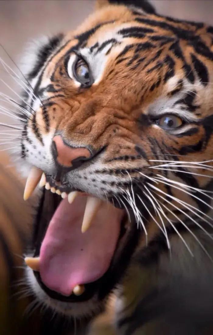 戏说老虎图文杂汇