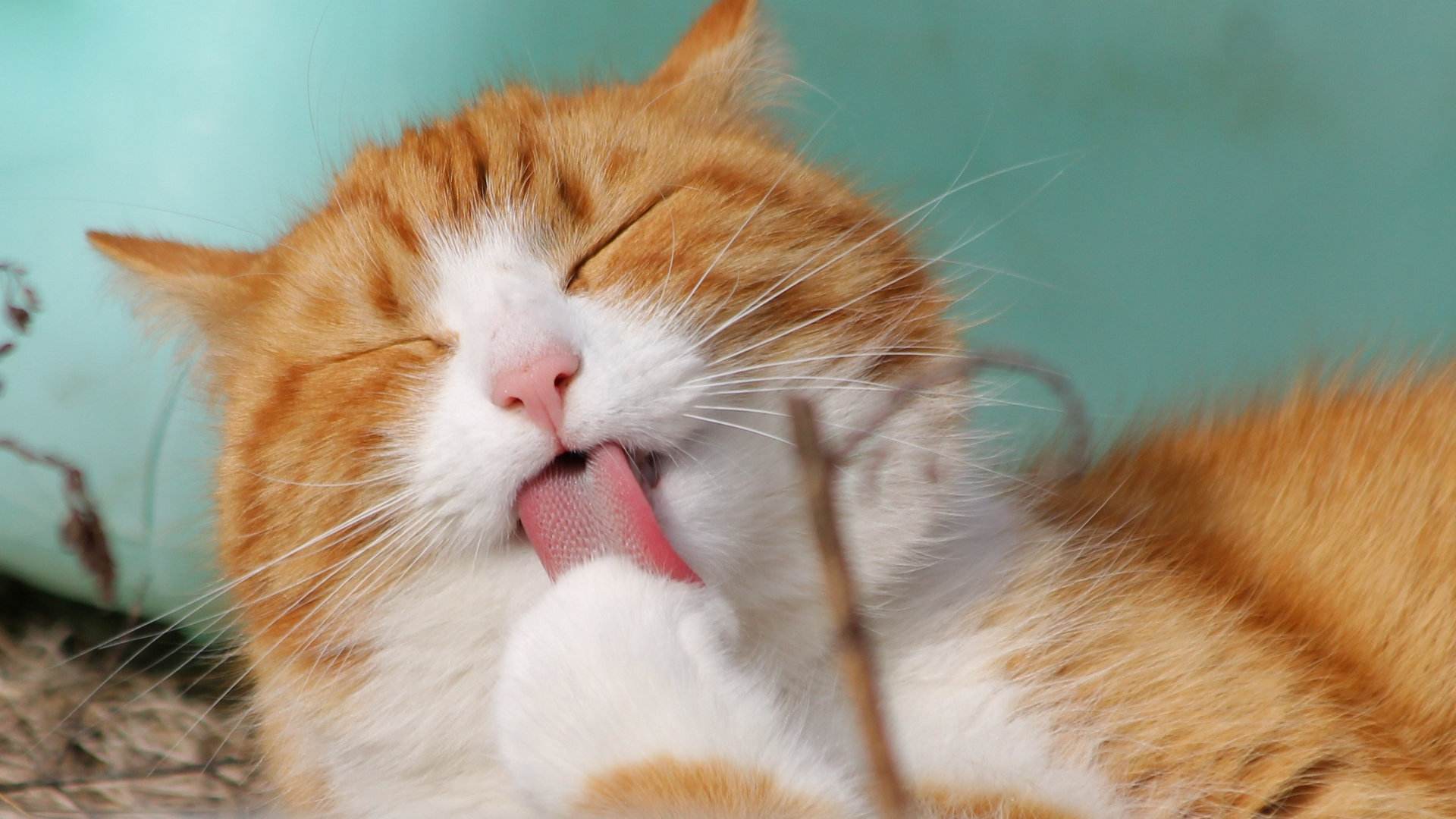 在外出差猫咪怎么铲屎,外出猫咪在家怎么办