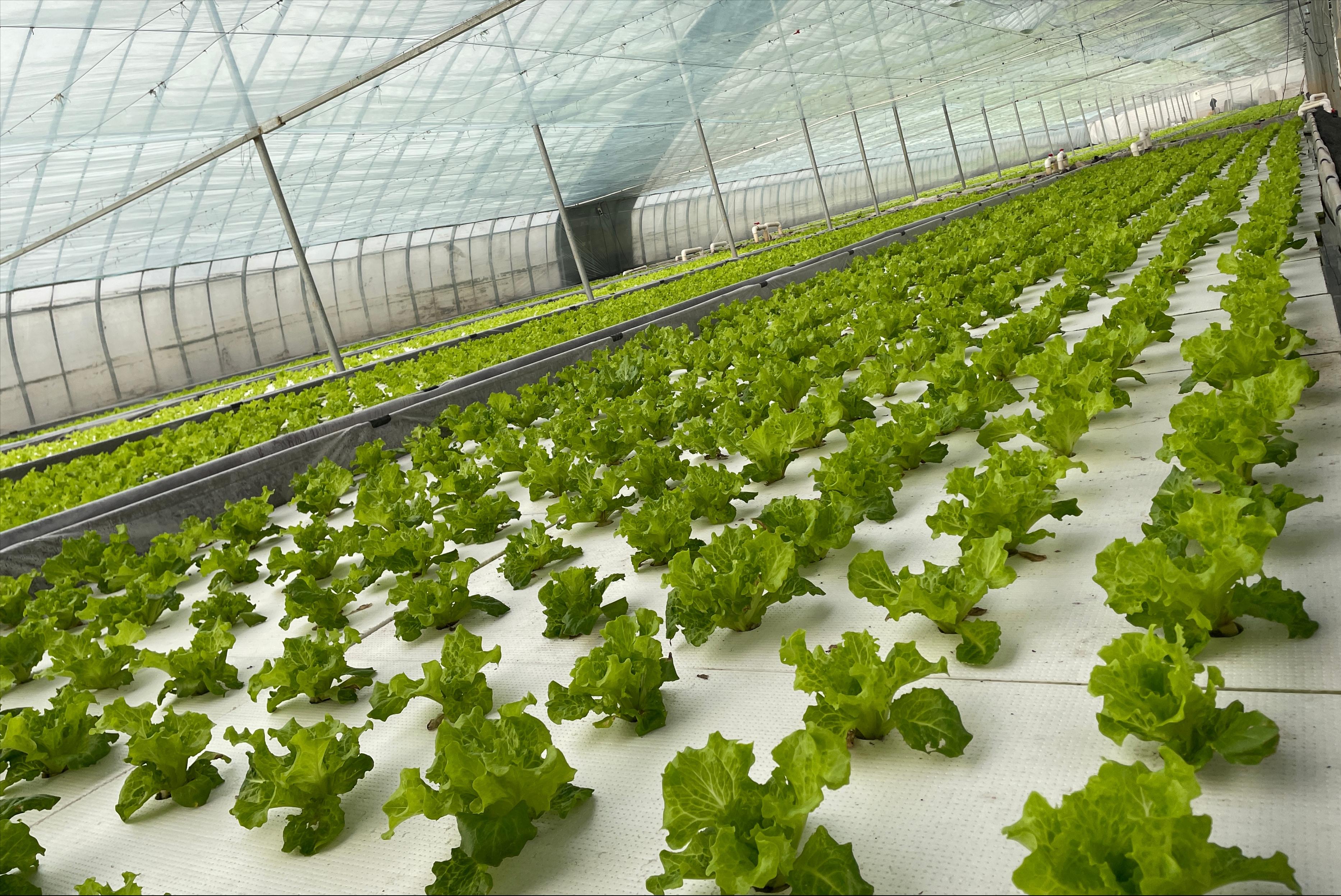 水培菜种植方法营养液,水培生菜多久换一次营养液