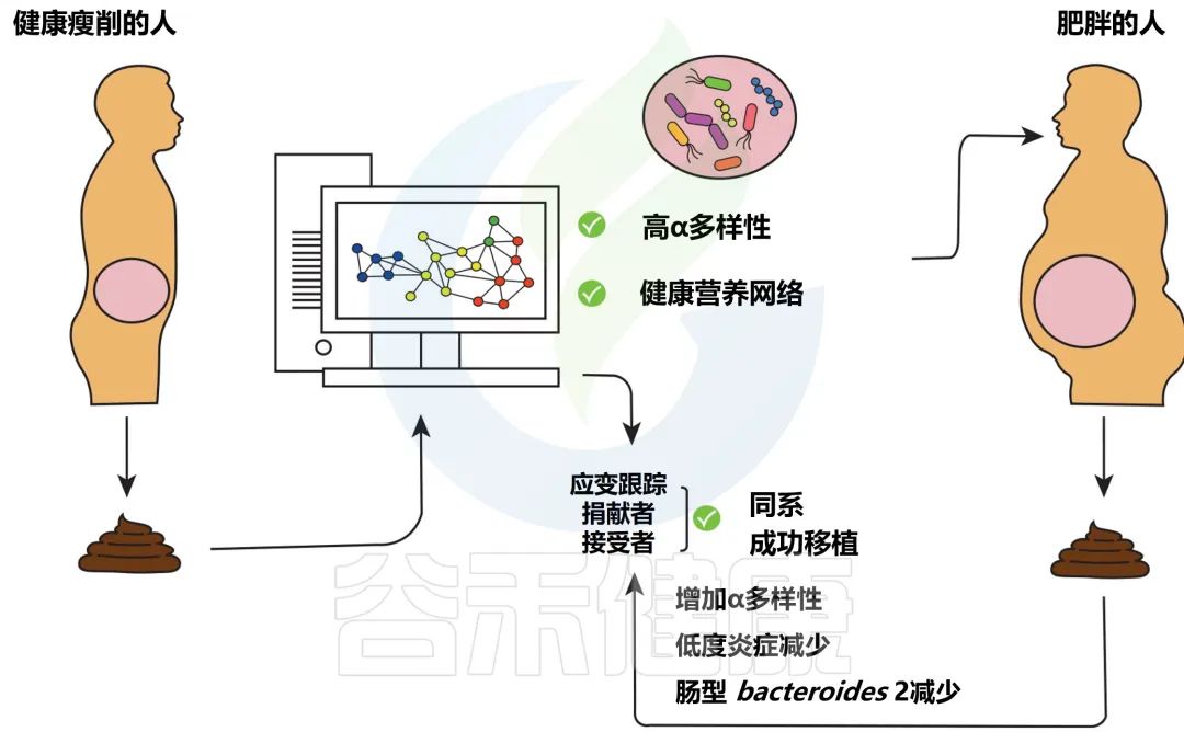 肥胖基因科学研究最新消息,微生物减肥功效与作用
