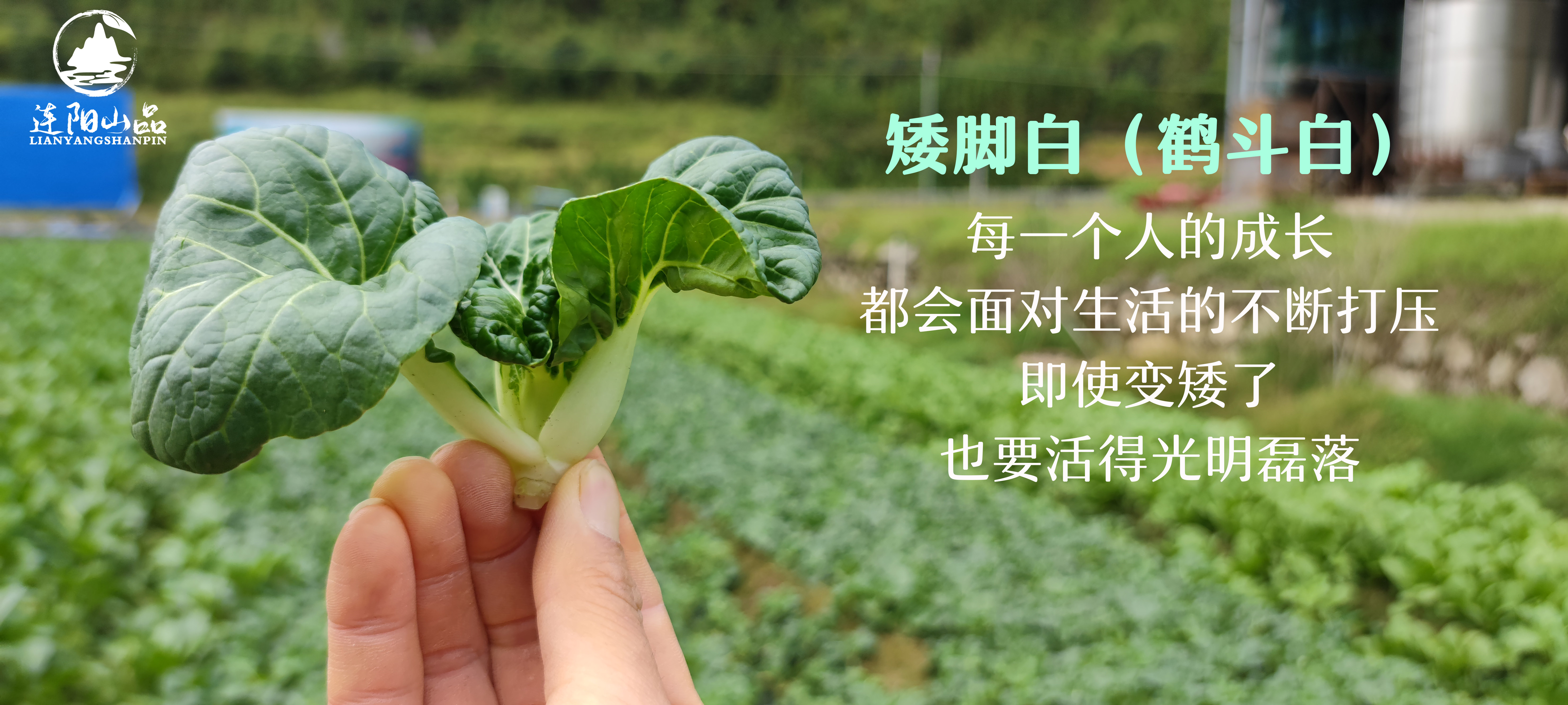 农业新手千万别入行,农业新人该怎么做