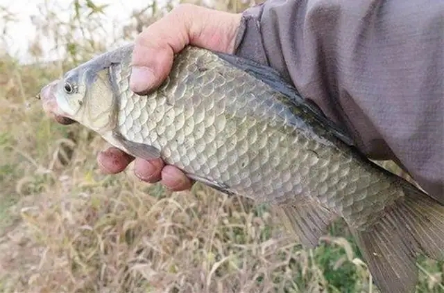 钓鱼小知识秋季爆护口诀,一个月当中哪几天才好钓鱼爆护