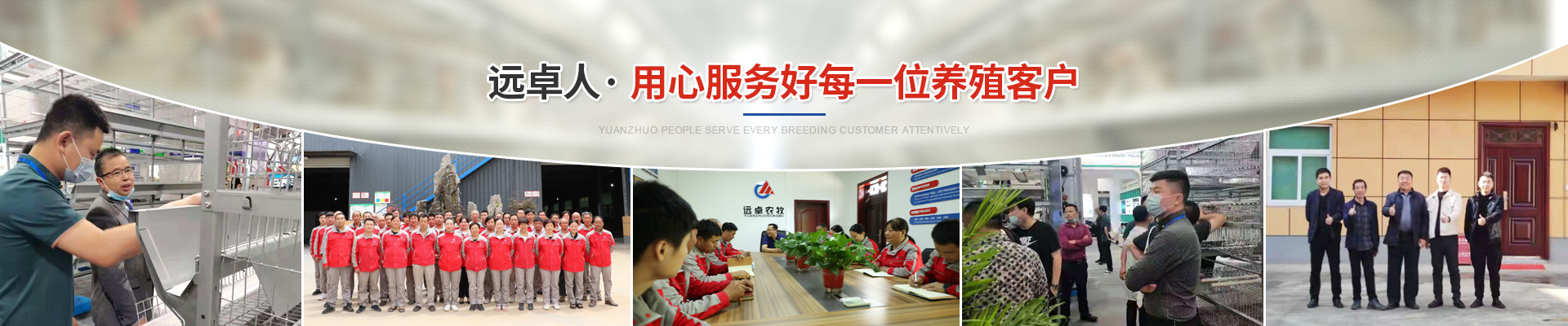 蛋鸡病毒性肠炎的治疗方法和症状,蛋鸡产蛋期肠炎怎么用药