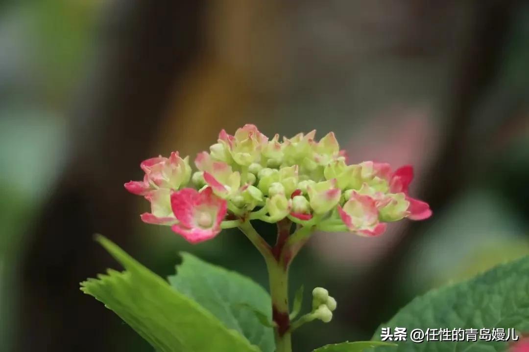“正是红稀绿暗时，花如圆玉莹无疵”青岛嫚镜头下花花草草之绣球