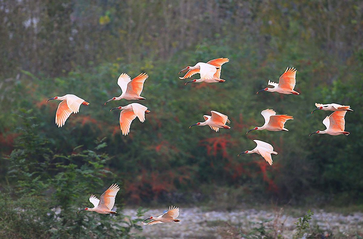 东方宝石朱鹮灭绝了吗,东方宝石朱鹮吃什么