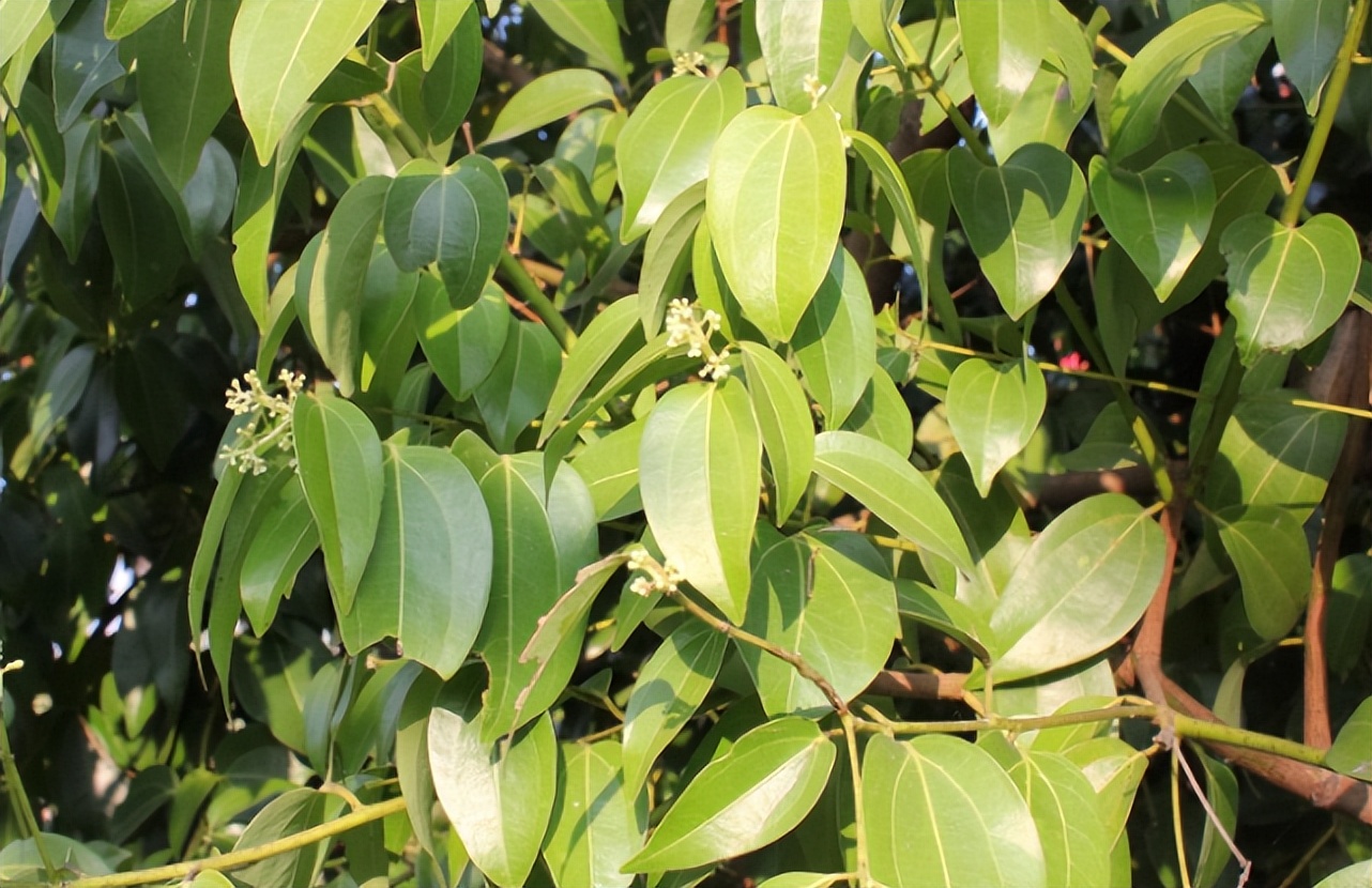 桂皮是桂花树还是桂圆树,剥桂皮后桂树会死吗