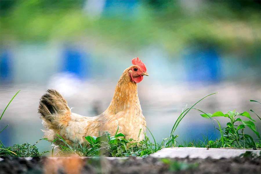 儿童画母鸡涂色,创意美术儿童画母鸡孵蛋