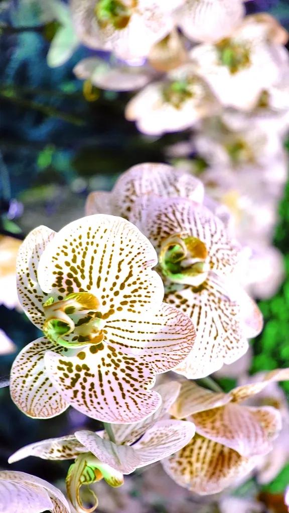 兰花原创图片,兰花品种大全