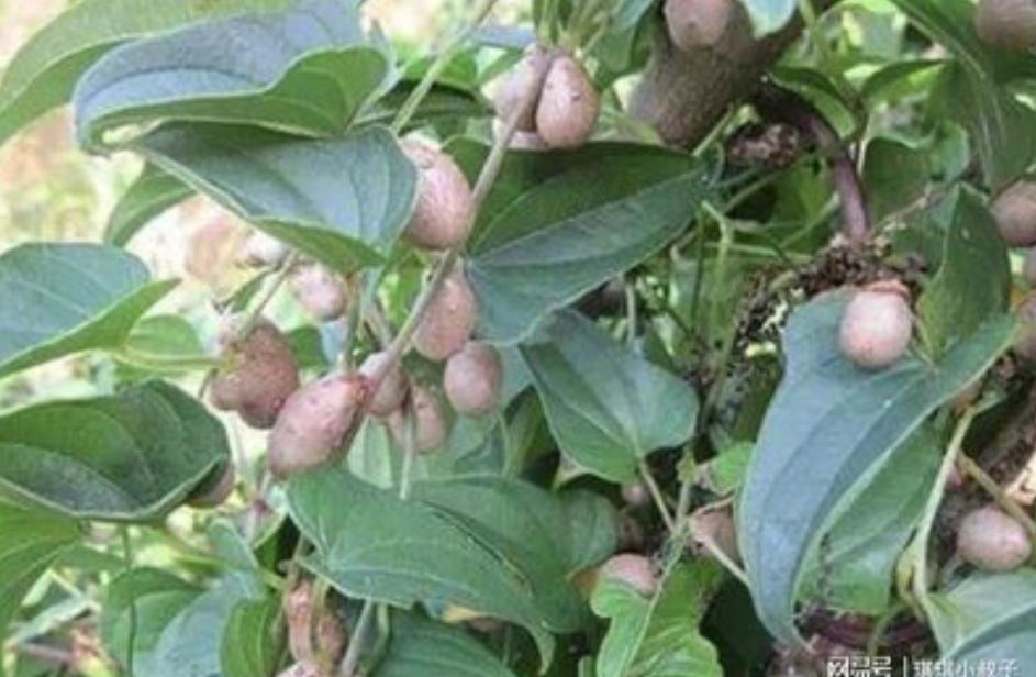 四大怀药怀山药图片,焦作怀山药四大怀药