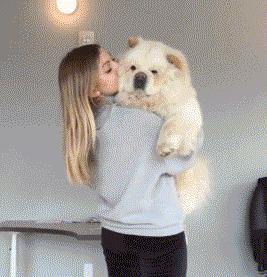 松狮犬为什么不建议养,松狮犬为啥不建议养了呢