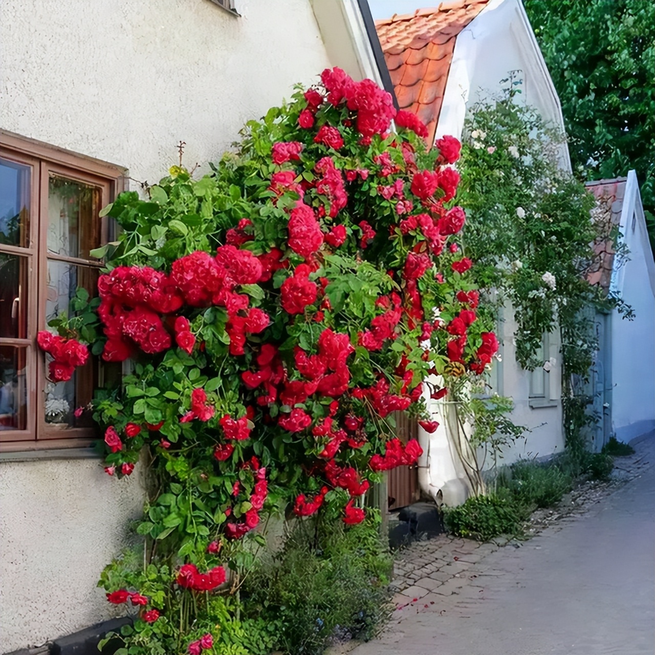 阳台虽小，但是也很漂亮！种上两棵红木香，香气浓、花开艳丽