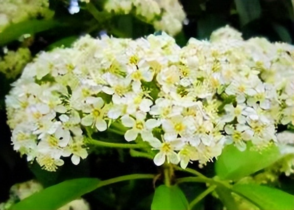 石楠花的气息是怎样的,解读石楠花