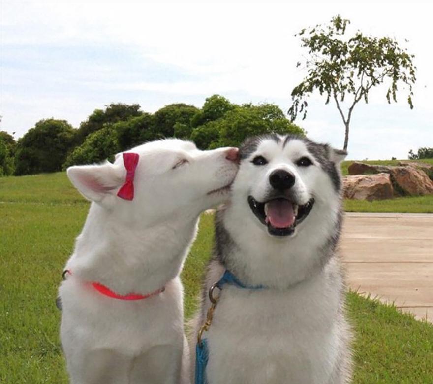 狗狗配种的4种方式,你知道几个?