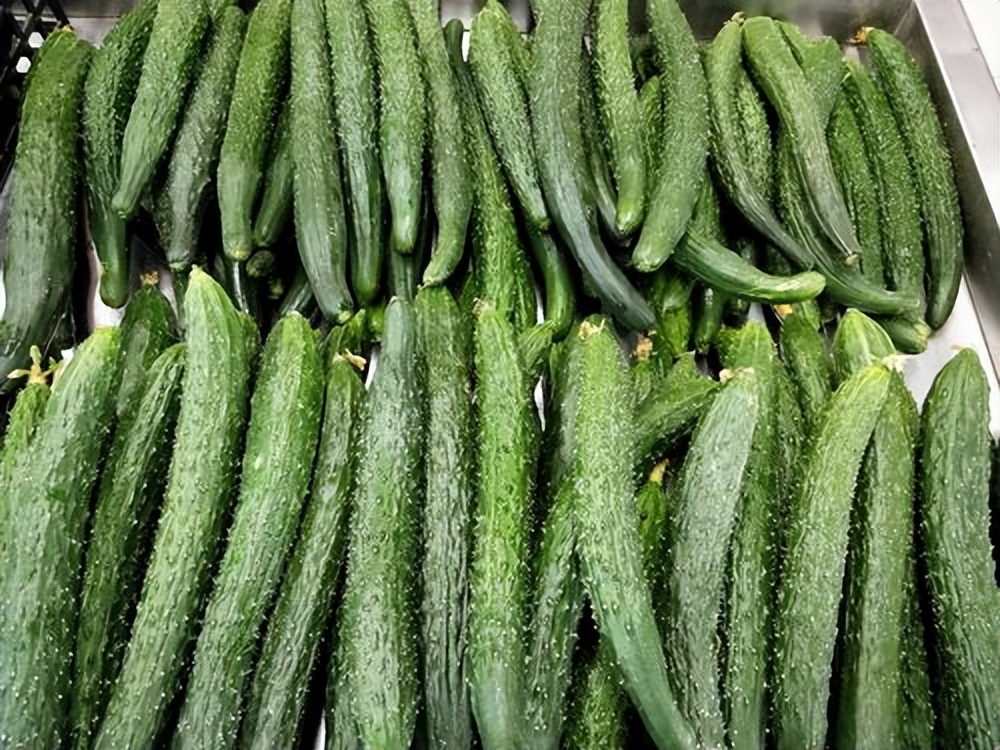 黄瓜怎么高产不生病,黄瓜高产有什么危害