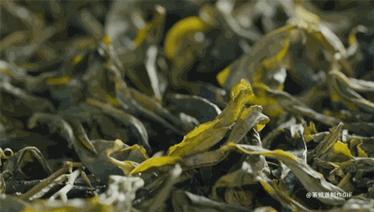 绿茶的蒸炒烘晒味道有哪些不同,绿茶是炒香还是烘香好喝一点
