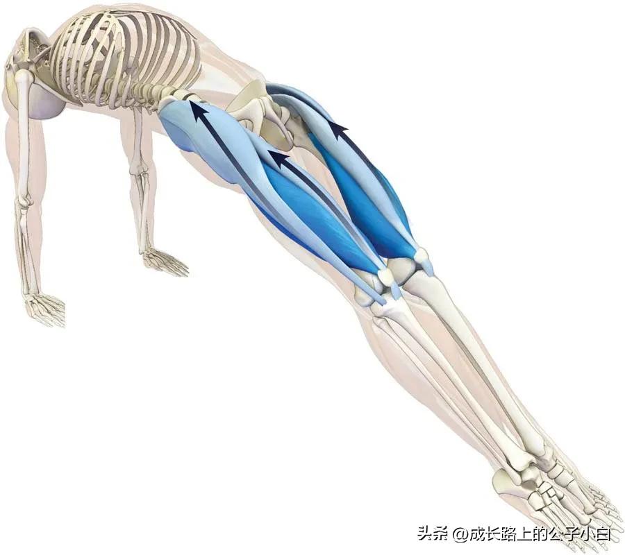 瑜伽解剖体式图解,瑜伽解剖体式讲解