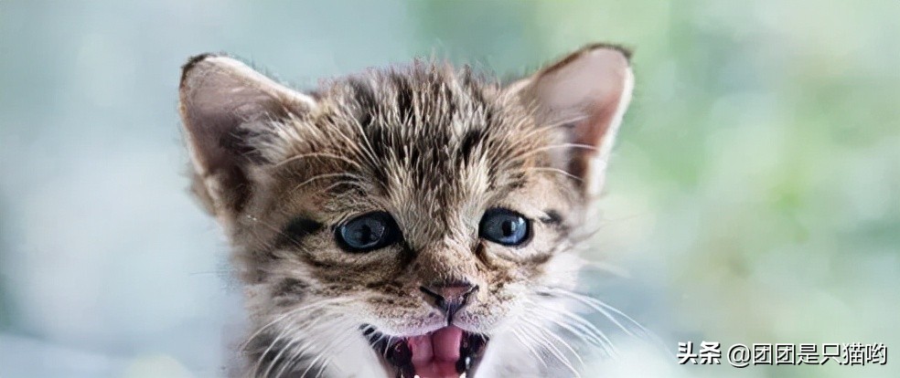 打完麻腮风疫苗多久可以洗澡,小猫咪要打完疫苗才能洗澡吗