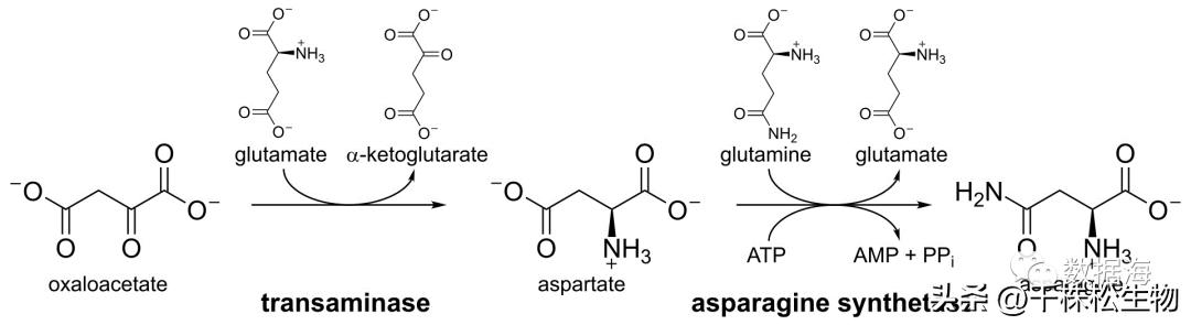 二十种氨基酸介绍,天门冬酰胺和天门冬氨酸的区别
