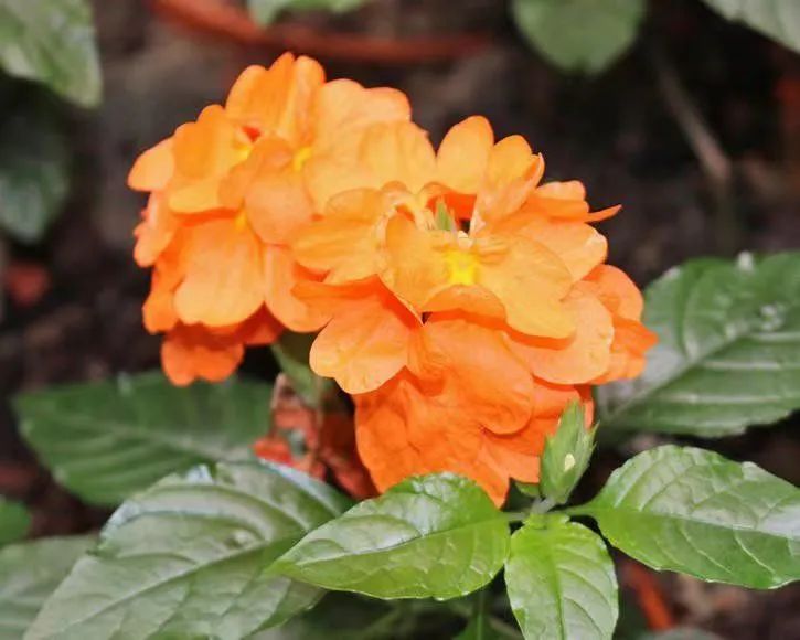 适合夏天养的7种花越晒开花越旺,阳台高温如何养墨兰