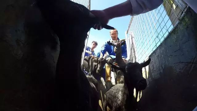 硕士回村做养殖一年净赚10万元,养山羊一年赚40万