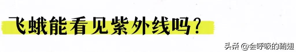 蛾类图谱,蛾类昆虫图谱