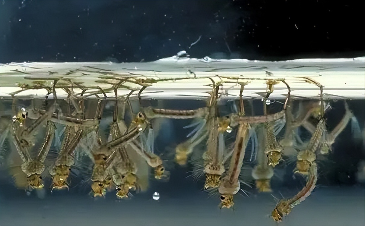 广东人的灭蚊术,阎王见了也发怵