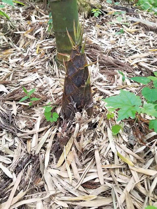 在日本一日元能买啥,在日本一元等于多少日币