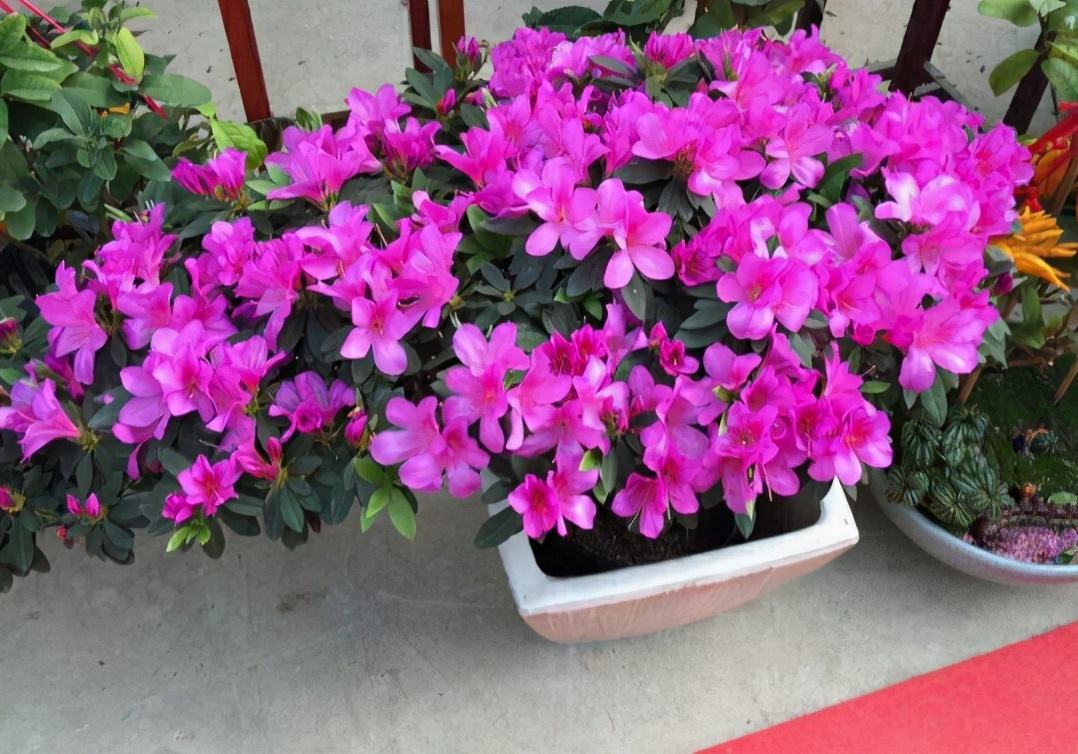 4种花适合新手养漂亮好养,20种坑人的花