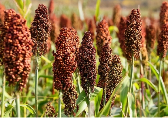 再便宜也不能喝的酒,市面上这3类白酒已被列入黑名单