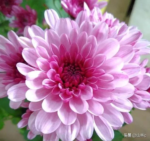 鲜花五彩缤纷争奇斗艳,最美鲜花一年四季都在争艳怒放